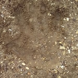 Meet your Posher, Chele